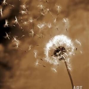 Meet your Posher, Angel